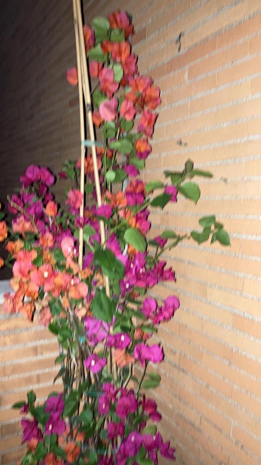 Le Mille E Una Notte 罗马 外观 照片